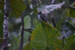 Image of Short-crested Flycatcher