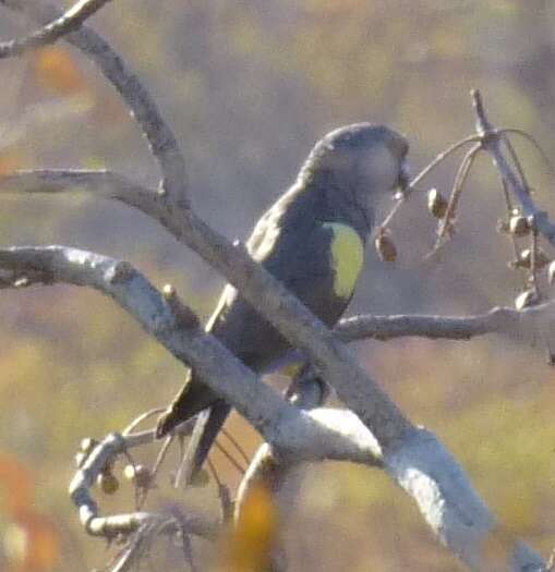 Image of Rüppell's Parrot