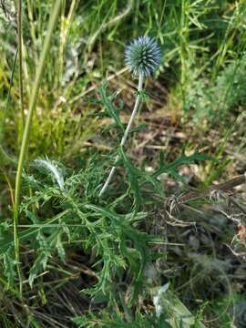 Image of southern globethistle