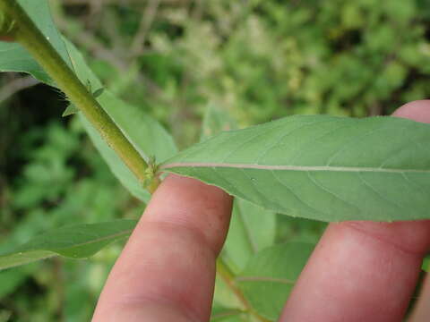 Oenothera subterminalis R. R. Gates resmi