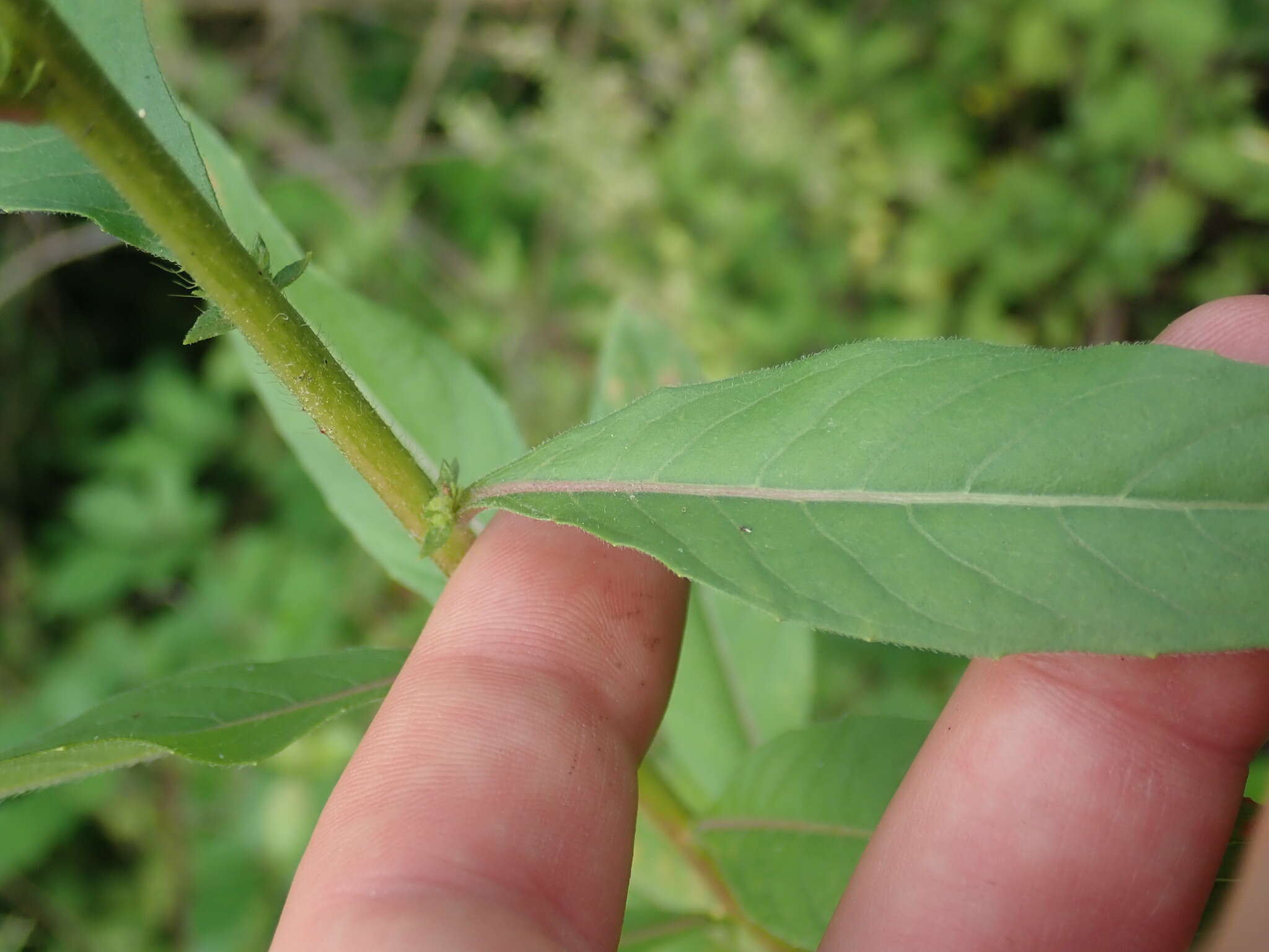 Oenothera subterminalis R. R. Gates resmi