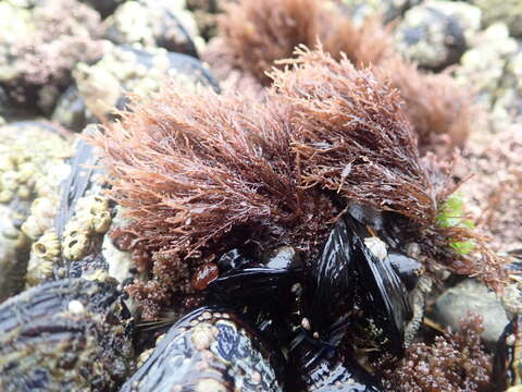 Image of Gelidium coulteri