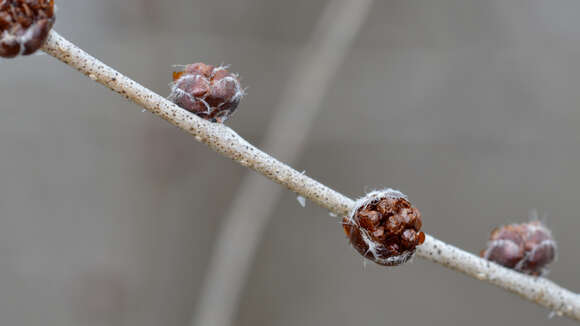 Image of Siberian Elm