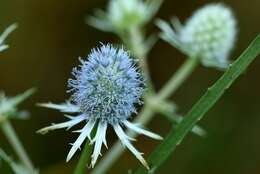 Image de Eryngium aquaticum L.