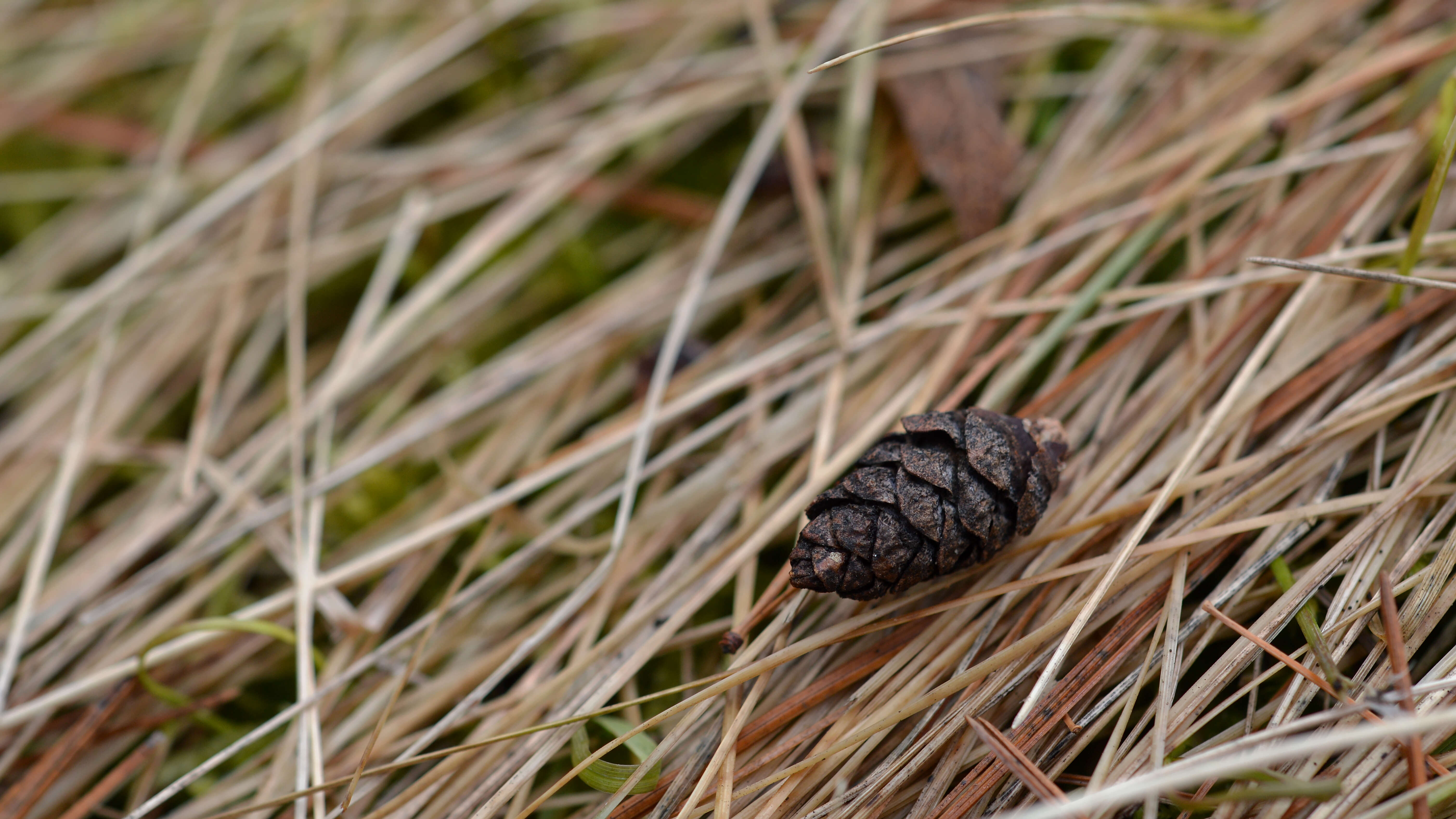 Image of eastern white pine