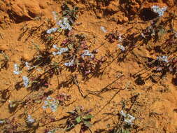 Image of Limonium thouinii (Viv.) O. Kuntze