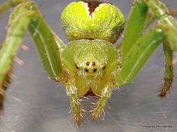 Image of Colaranea melanoviridis Court & Forster 1988