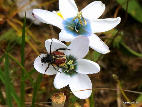 Image of Ixia versicolor G. J. Lewis