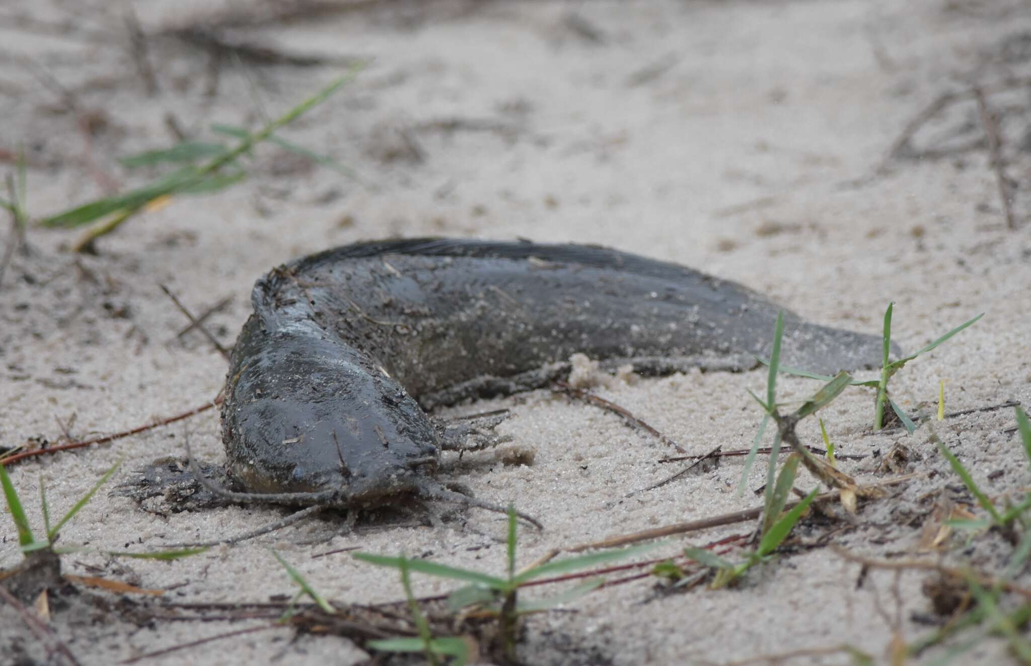 Слика од Clarias batrachus (Linnaeus 1758)