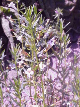 Image de Gratiole Officinale