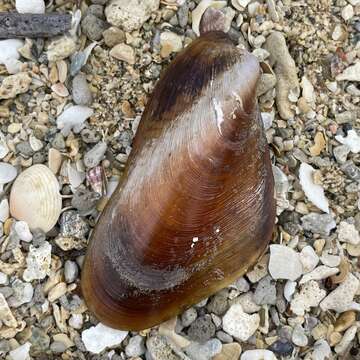 Image of ear mussel