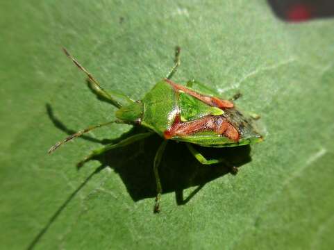 Imagem de Cyphostethus tristriatus