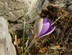 Image of early crocus