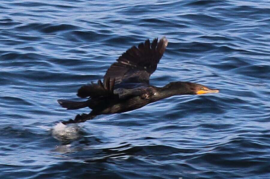 Plancia ëd Phalacrocorax auritus auritus (Lesson & R 1831)