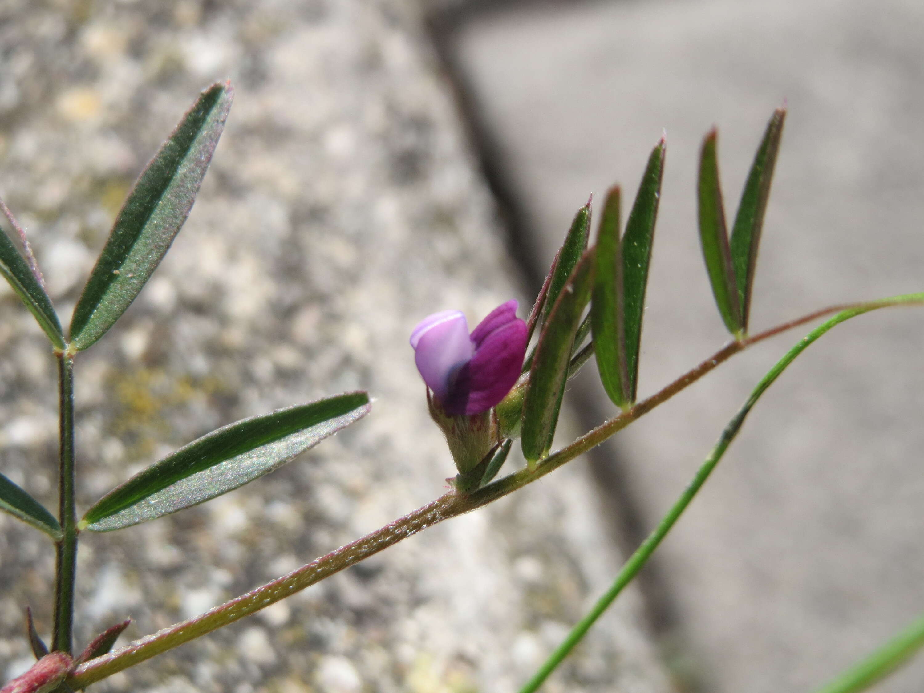 Imagem de Vicia lathyroides L.