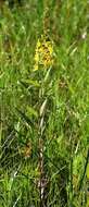 Imagem de Lysimachia terrestris (L.) Britton, Stern & Poggenb.