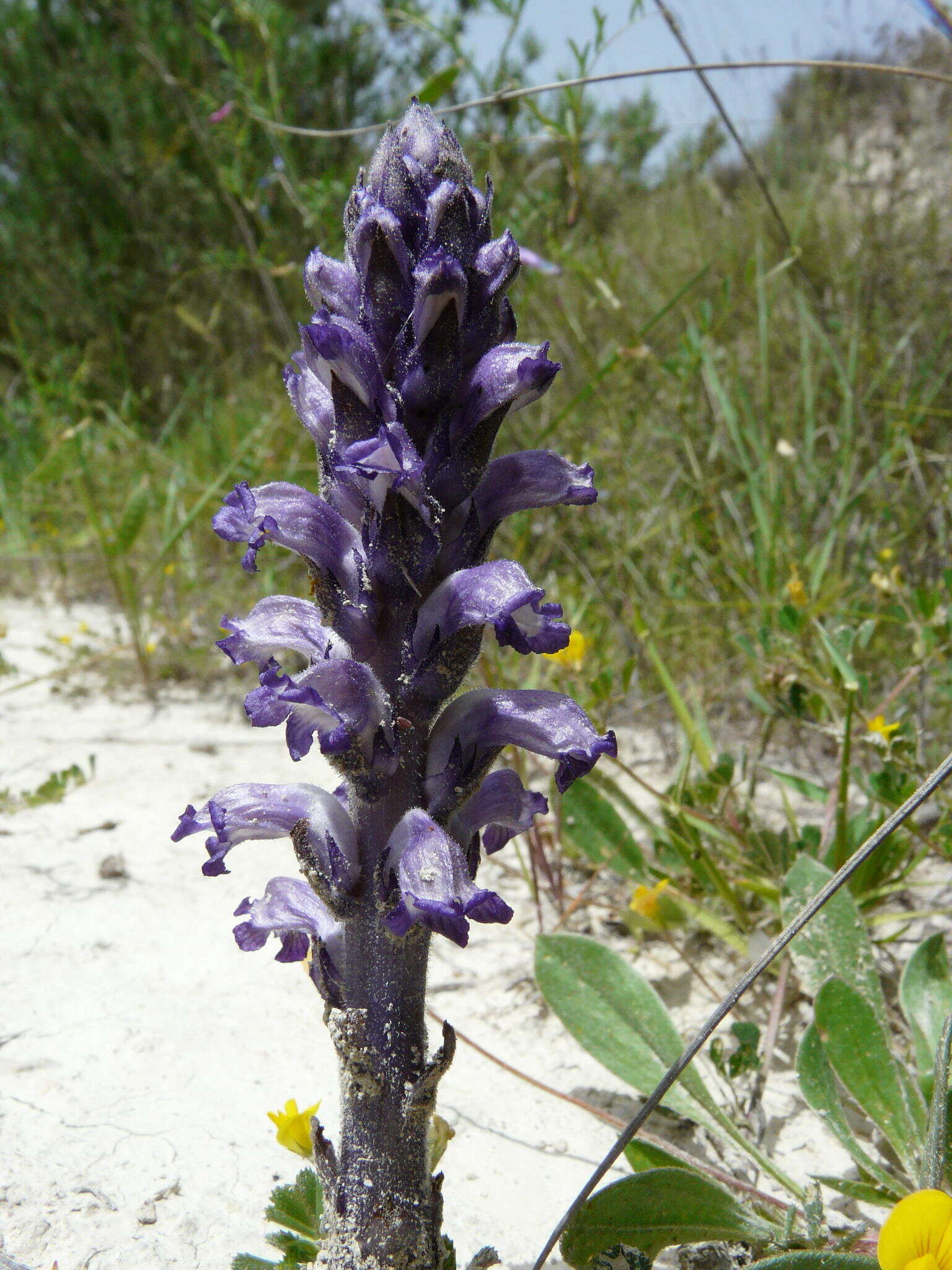 Image of nodding broomrape