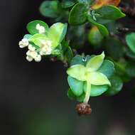 Image of Cliffortia obcordata L. fil.