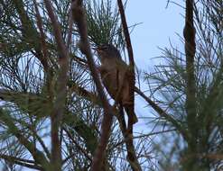 Image of Tristram's Warbler