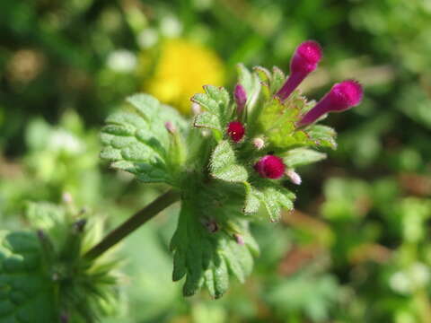 Image of common henbit