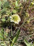 Image of San Francisco owl's-clover