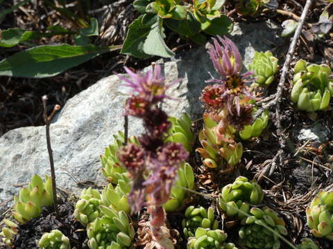 Image of Sempervivum montanum L.