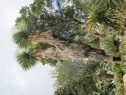 Image of Yucca rostrata Engelm. ex Trel.