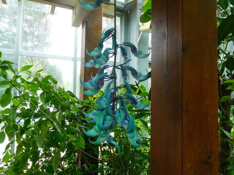 Image of Jade Vine