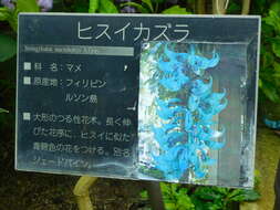 Image of Jade Vine