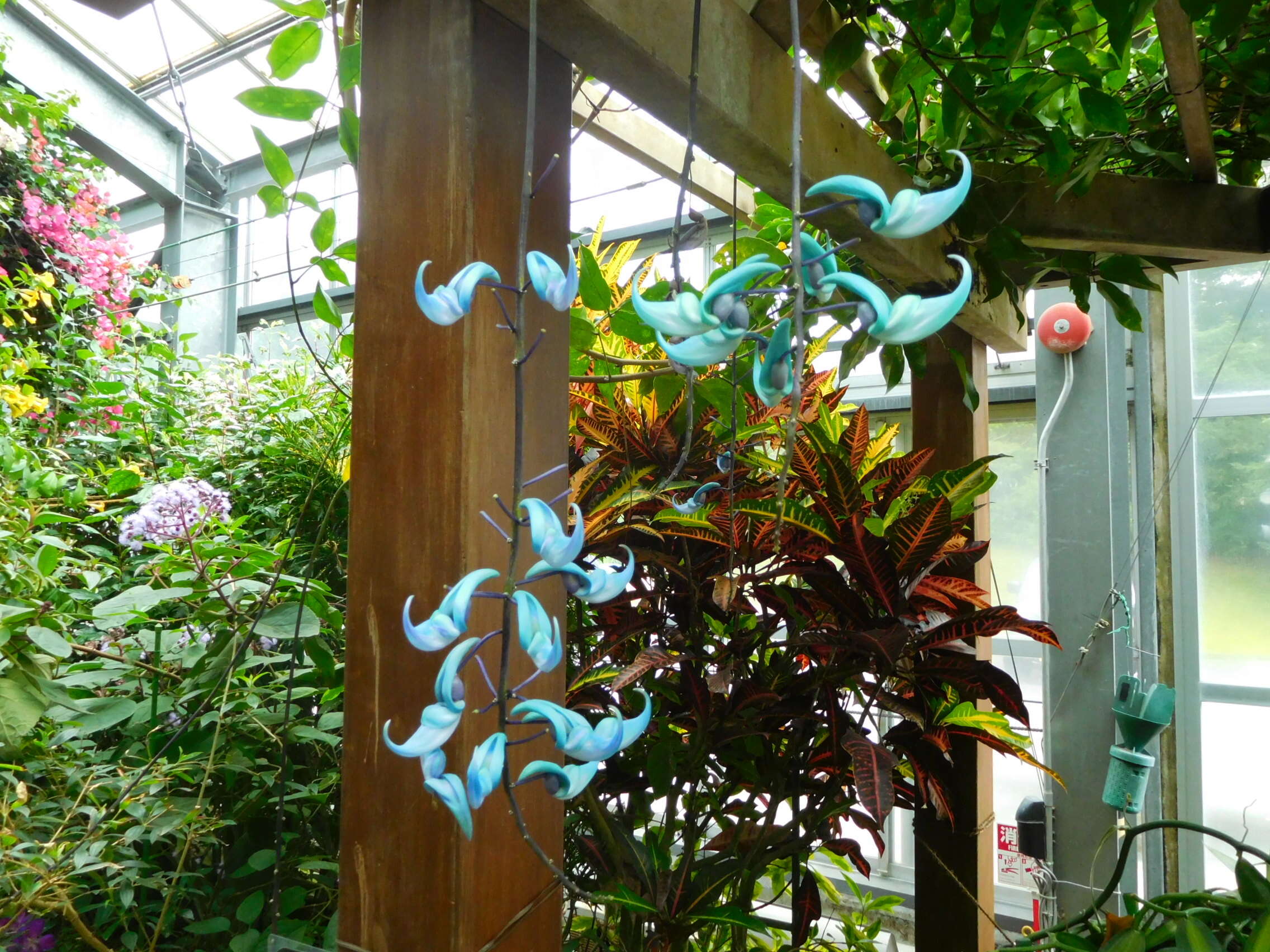 Image of Jade Vine