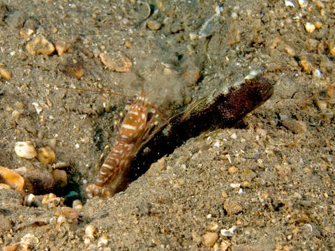 Image of Target shrimp goby