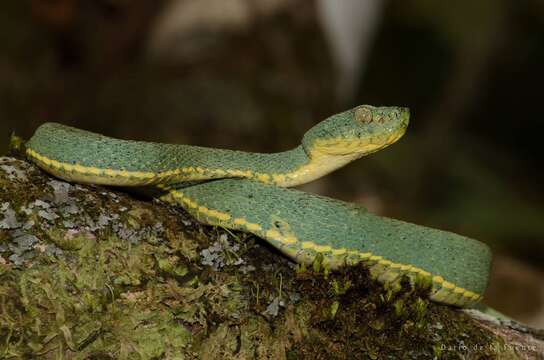 Image of Green Jararaca