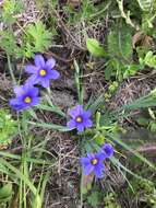 Sisyrinchium ensigerum E. P. Bicknell的圖片