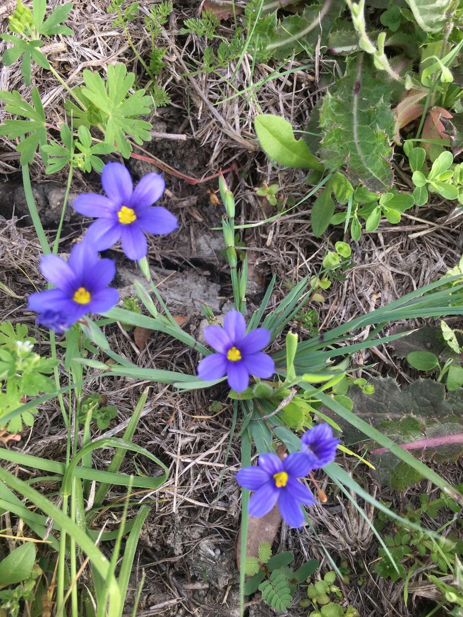 Image of Sisyrinchium ensigerum E. P. Bicknell