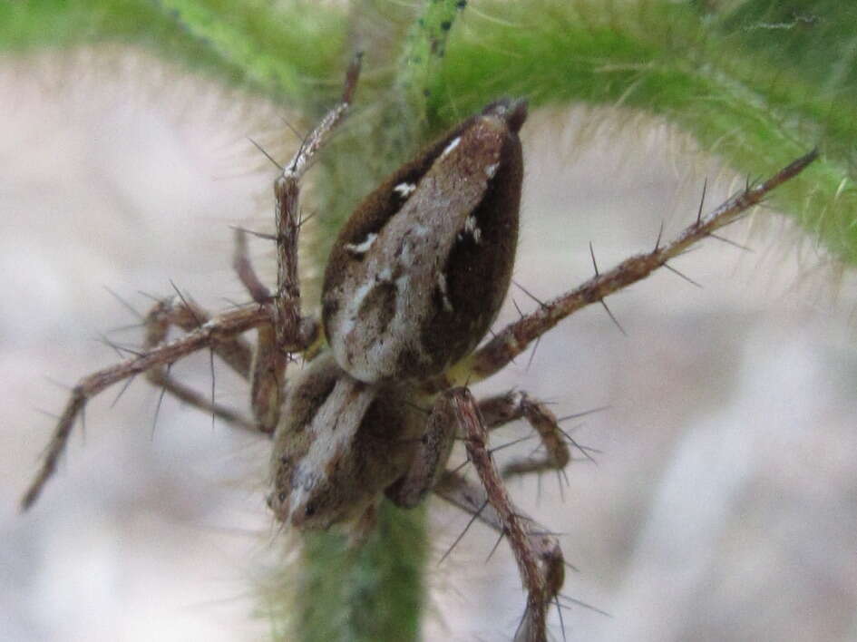 Image of Oxyopes licenti Schenkel 1953