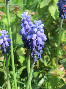 Image of Armenian grape hyacinth