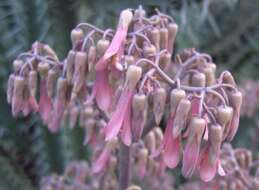 Image of devil's backbone