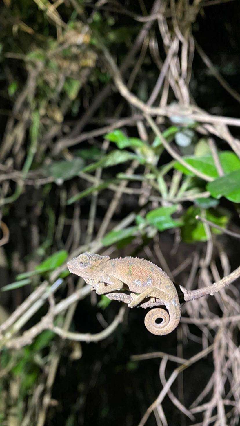 Image of Dhlinza Dwarf Chameleon