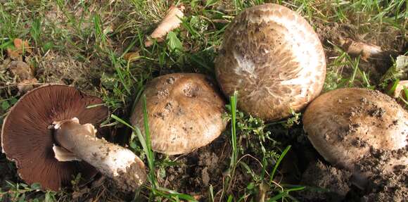 Plancia ëd Agaricus cappellianus Hlaváček 1987