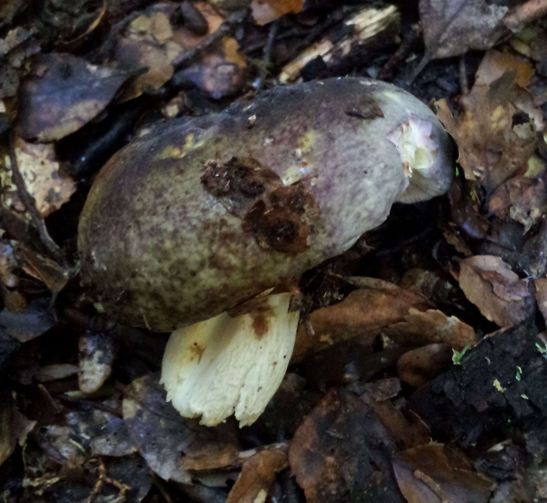 Image of Russula umerensis McNabb 1973