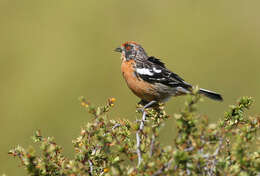 Imagem de Phytotoma rara Molina 1782