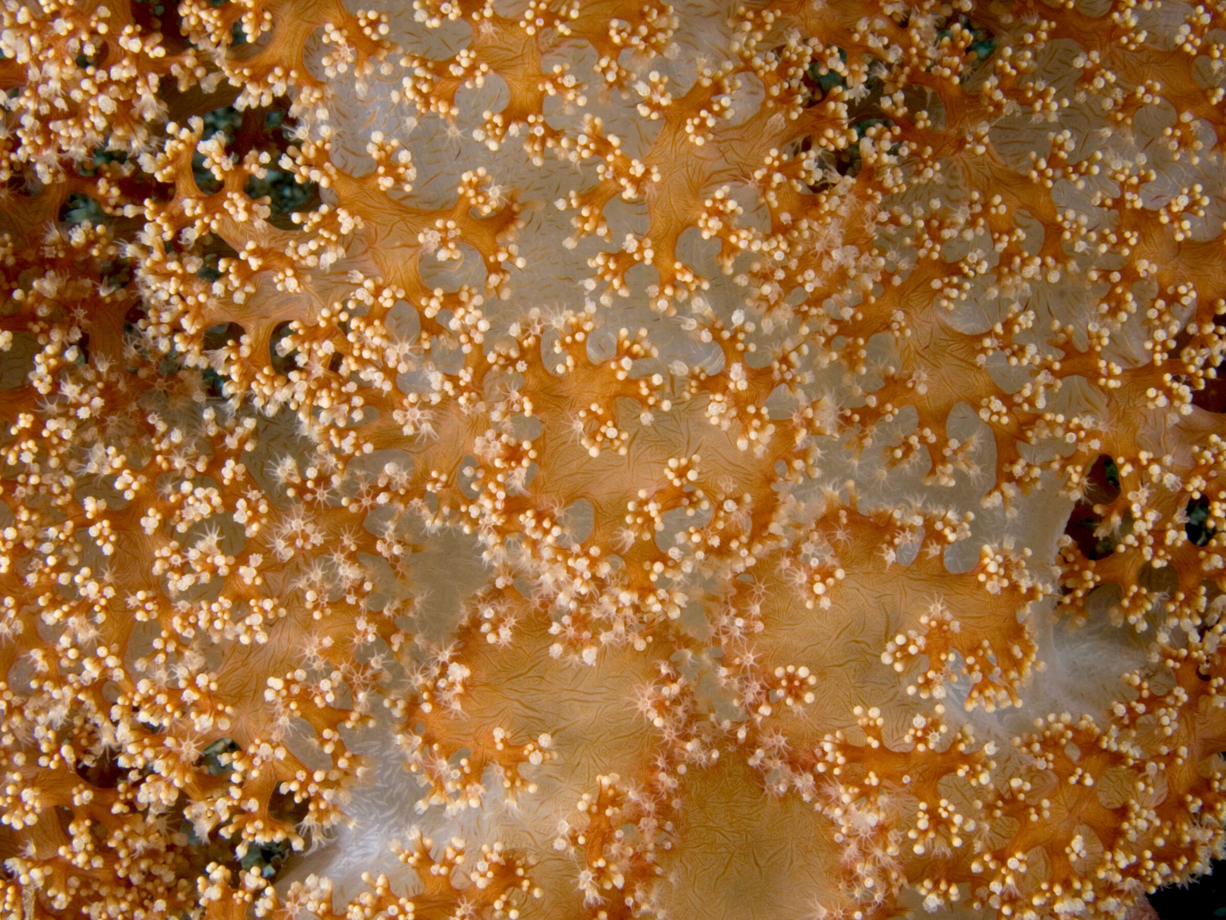 Image of Twotone soft coral