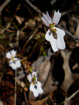 Image de Stylidium calcaratum R. Br.