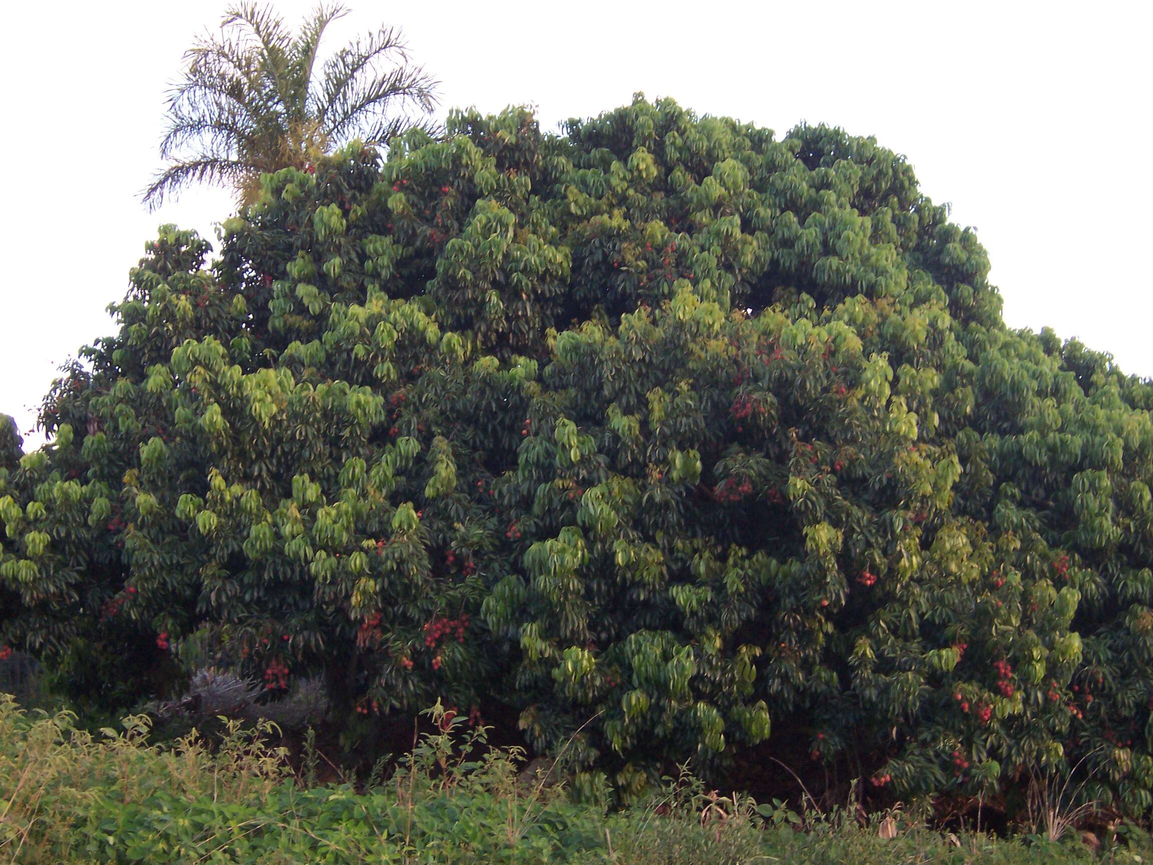 Image of lychee