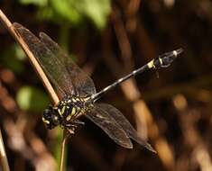 Image of Gomphidia kelloggi Needham 1930