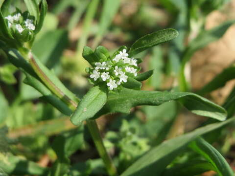 Image of Lewiston cornsalad