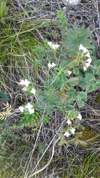 Plancia ëd Galium paniculatum (Bunge) Pobed.