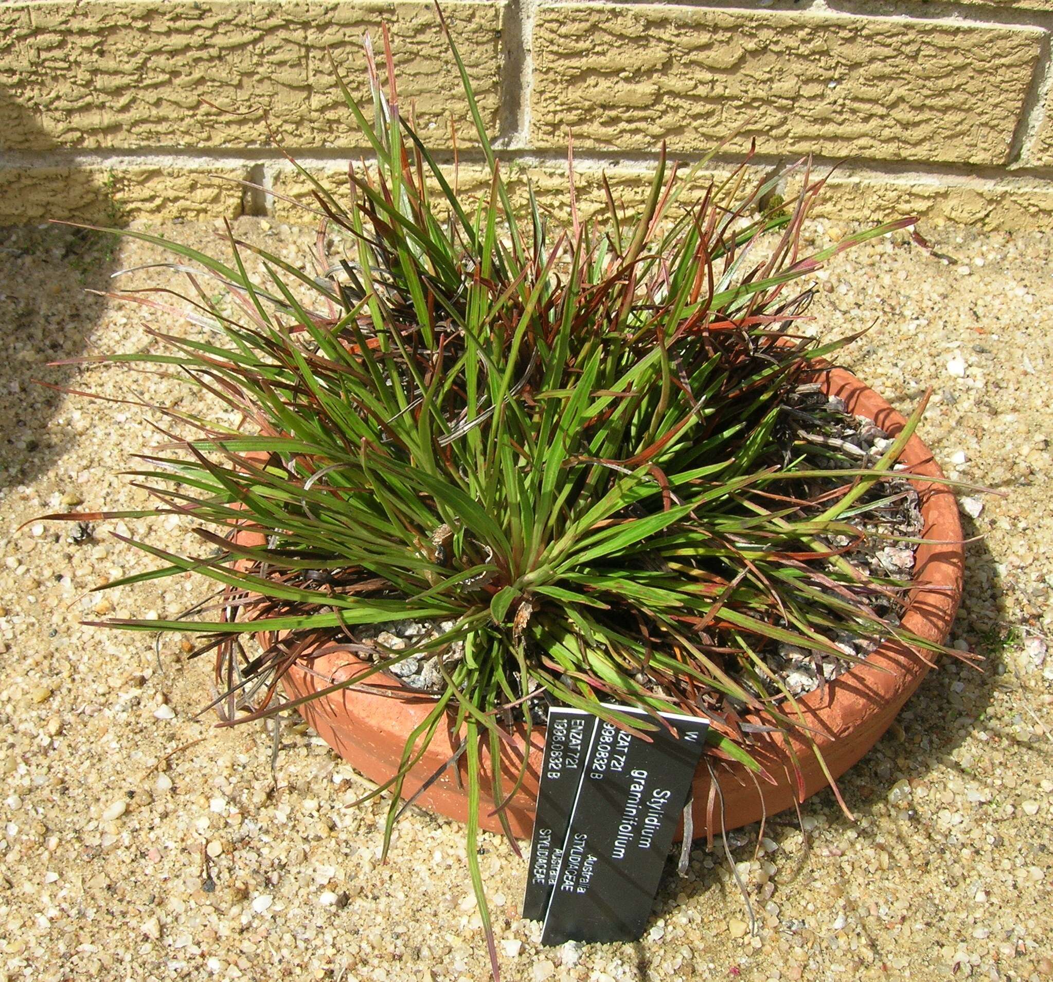 Image de Stylidium graminifolium Sw. ex Willd.