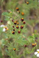 Image of fetid marigold