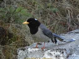 Image of Gold-billed Magpie